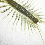 Lightbridge-Centipede_160 Lightbridge-Centipede_160